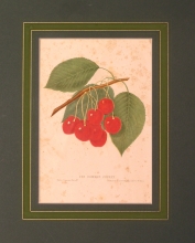FH 37 - Downer cherry